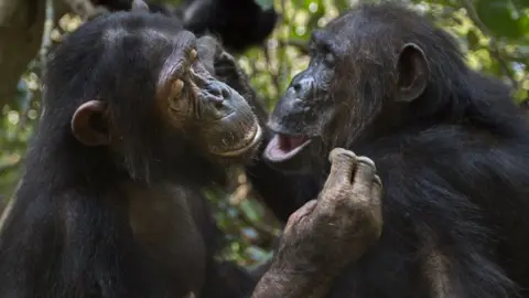 Anup Shah/SPL Chimps grooming (c) Anup Shah/SPL