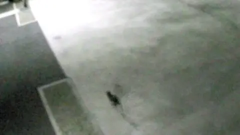 Provided by Nomura Plating CCTV of the cat at the site