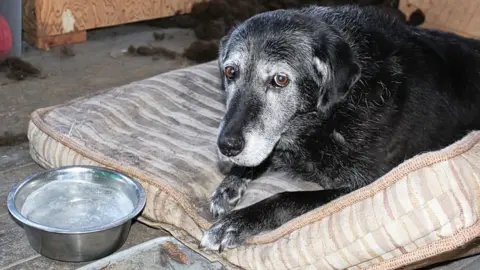 Getty Images Distressed-looking dog