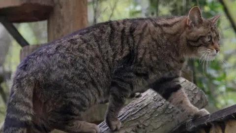 Wildwood Trust Wildcat