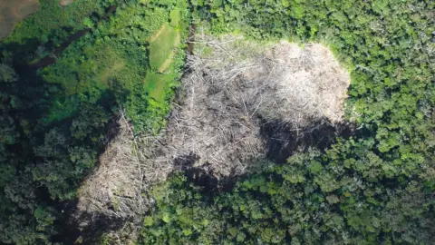 RBGKew Deforestation