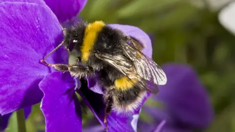 Science Photo Library Bumblebee