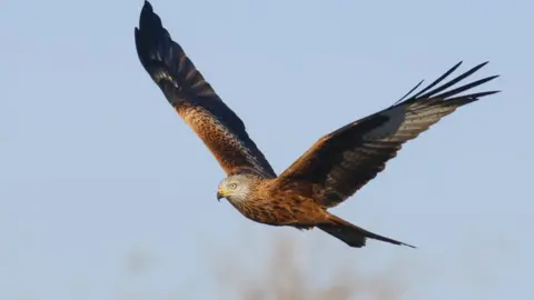 JON HEATH The RSPB advise against supplementary feeding