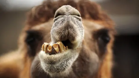 FREDRIK VON ERICHSEN/DPA/AFP via Getty Images Camel in Berlin zoo