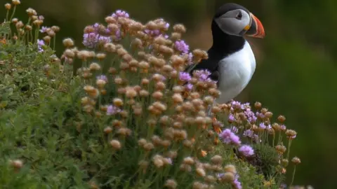 NurPhoto puffin