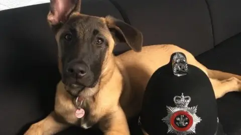 South Wales Police/Twitter Police dog Beti