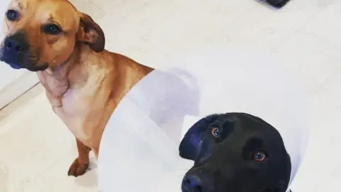 PDSA/PA Cleo (left) and Cobi