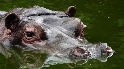 Getty Images Picture of hippo at Antwerp Zoo, Belgium