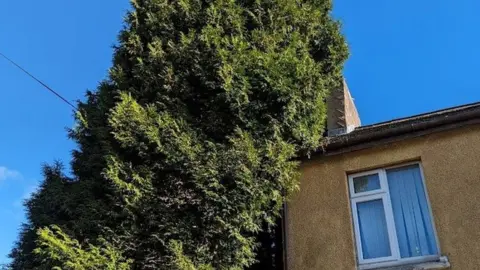 RSPCA The tree the cat was stuck up