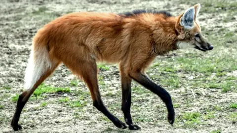 A maned wolf