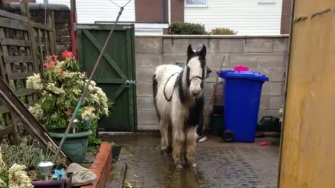 RSPCA Mr Melvin Andrews, dumped in the garden