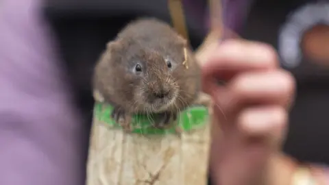 Kevin Church/BBC Water vole being checked before release