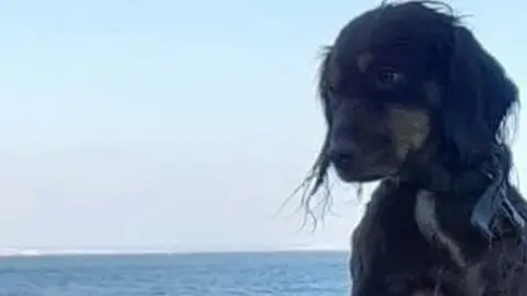 Swanage Coastguard Penny the Spaniel