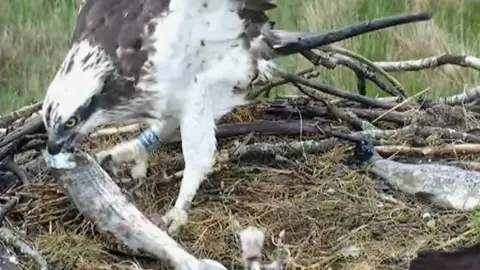 osprey in nest