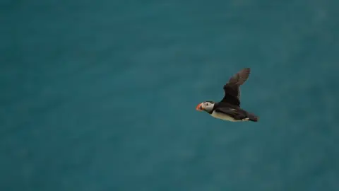Rowan Aitchison/NTS Puffin