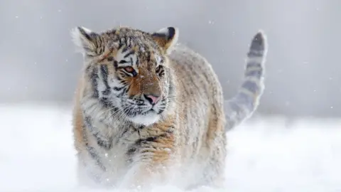 Ondrej Prosicky//Shutterstock Siberian tiger walking through deep snow, the Taiga forest, Russia