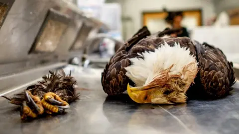 A dead bald eagle with its claws separated