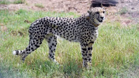 EPA Release of eight wild Cheetahs in Kuno National Park, Madhya Pradesh, India - 17 Sep 2022