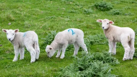 Andrew Aitchison/Getty Lambs