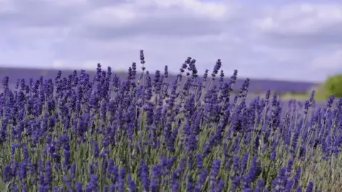 Cotswold Lavender Lavender flowers at the farm