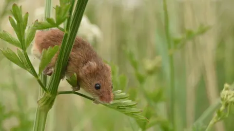 Joel Ireland Harvest mouse