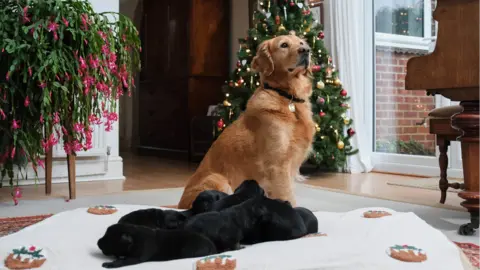 PA Media Puds the guide dog