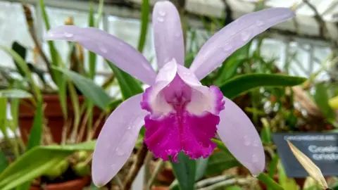 Andrew Hubbard Specimen from the collection