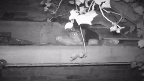 Ulster Wildlife Chicks in the nest site