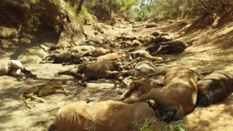 RALPH TURNER The bodies of many wild horses in a dried-up waterhole near Alice Springs