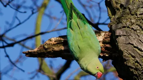 Tim Blackburn Rose-ringed parakeet
