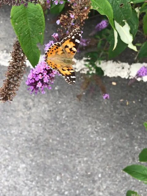 Cheryl Franklin Painted lady butterfly