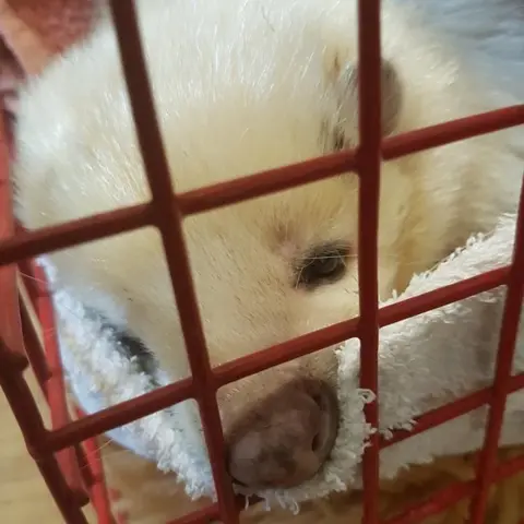 Wiltshire Wildlife Hospital Leucistic skunk