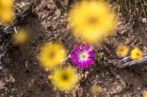 Tommy Trenchard Flowers