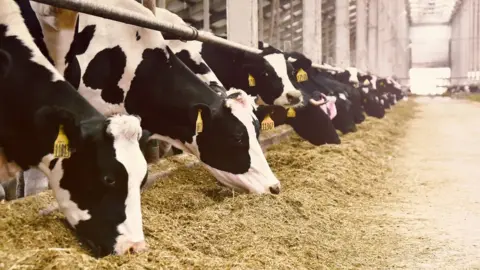 Getty Images / Hans Neleman Dairy cows eatiing.