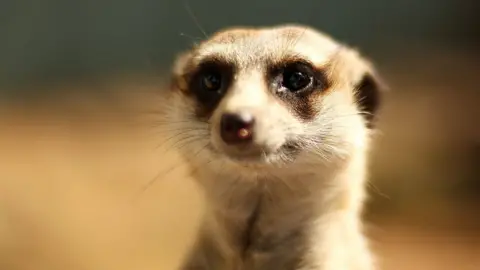 A meerkat