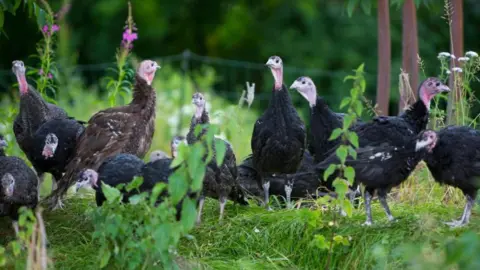 Craig Michie Barra Bronzes turkeys