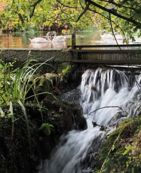 Peter White Swans by a waterfall