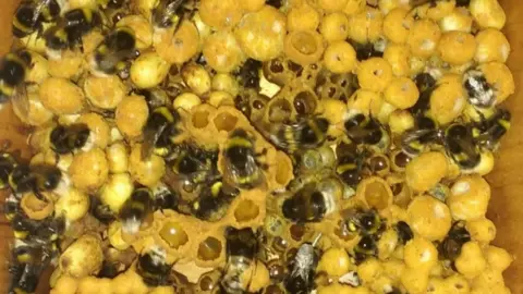 University of Leicester Bees