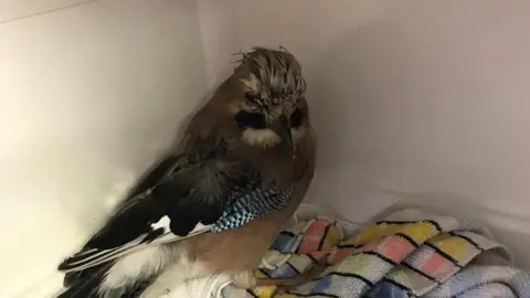 Oak and Furrows Wildlife Rescue Centre Jay