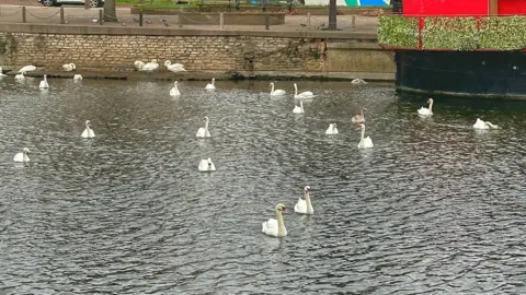 Toby Wood Swans in water in Peterborough