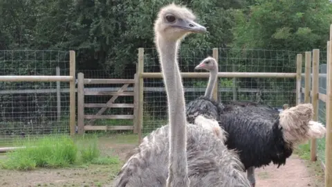 Bristol Zoo Project Ostrich