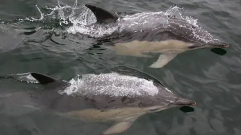 Nienke van Geel/HWDT Common dolphins