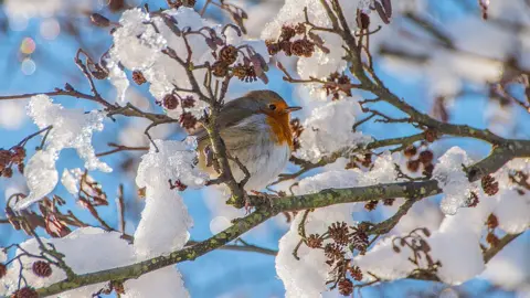 Martyn Jenkins Robin in Dare Valley Country Park