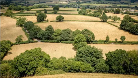 Getty Images Fields