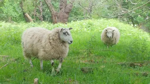 Sheep trial