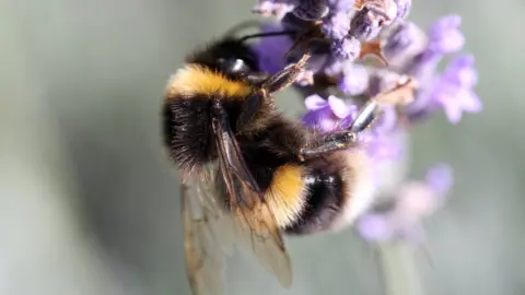 BBC A bumble-bee feeding from lavender