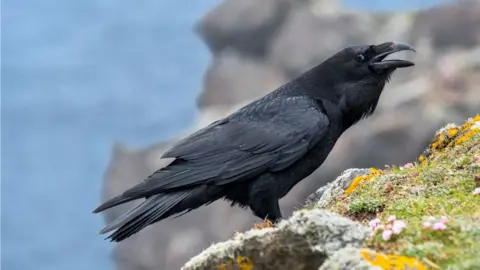 Getty Images Common raven