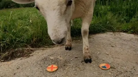 Fruitloop the sheep