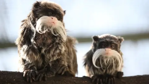 Getty Images Emperor tamarin monkeys