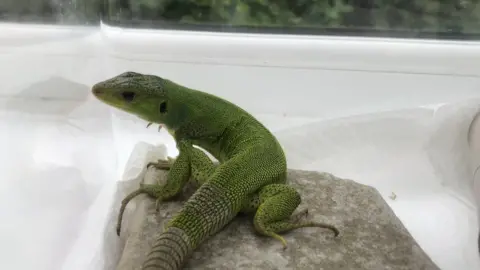 RSPCA Cymru Green Balkan lizard